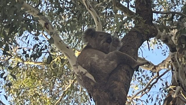 INVERELL-IMAGE